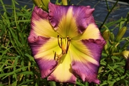 TALQUIN'S BUTTONS AND BOWS - TALQUIN'S BUTTONS AND BOWS
